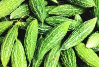 Ini adalah wujud dari sayur Pare, yang mungkin, tidak asing lagi bagi masyarakat luas. (foto: ist)