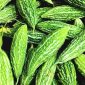 Ini adalah wujud dari sayur Pare, yang mungkin, tidak asing lagi bagi masyarakat luas. (foto: ist)
