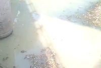 Kondisi air aliran sungai wangi, di bawah jembatan tanggul, Desa Baujeng, Kecamatan Beji, Kabupaten Pasuruan, (Dok.Harianjatim.id)