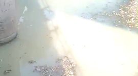 Kondisi air aliran sungai wangi, di bawah jembatan tanggul, Desa Baujeng, Kecamatan Beji, Kabupaten Pasuruan, (Dok.Harianjatim.id)