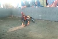 Arena Judi Sabung Ayam, di Dusun Banyu Urip, Desa Mojorejo, Kecamatan Wates Kabupaten Blitar (Dok.Harianjatim.id)