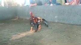 Arena Judi Sabung Ayam, di Dusun Banyu Urip, Desa Mojorejo, Kecamatan Wates Kabupaten Blitar (Dok.Harianjatim.id)