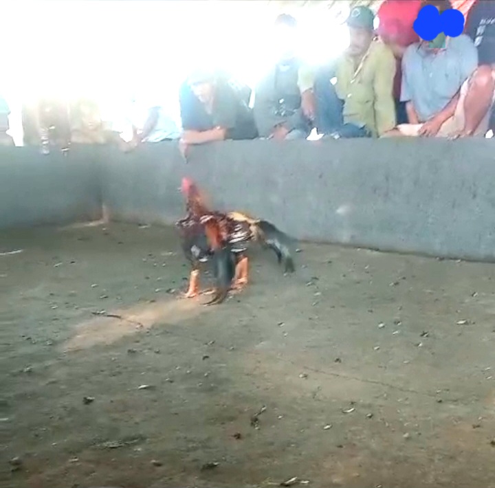 Arena Judi Sabung Ayam, di Dusun Banyu Urip, Desa Mojorejo, Kecamatan Wates Kabupaten Blitar (Dok.Harianjatim.id)