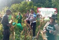 Kapolsek Winongan bersama Anggota hadiri panen raya di Desa Jeladri sebagai support kepolisian dalam program ketahanan pangan (foto : ist)