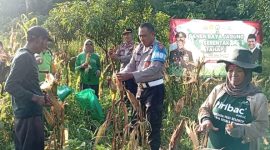 Kapolsek Winongan bersama Anggota hadiri panen raya di Desa Jeladri sebagai support kepolisian dalam program ketahanan pangan (foto : ist)